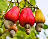 hướng dẫn kỹ thuật cải tạo vườn điều già cỗi đạt năng suất cao