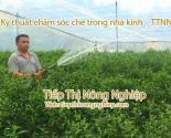 Kỹ thuật chăm sóc chè trong nhà kính