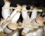 Quy trình kỹ thuật trồng nấm sò đùi gà (Phần 1)