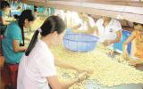 'Khát' nguyên liệu cản trở XK hạt điều