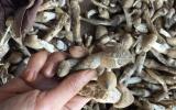 1,5 triệu đồng/kg nấm mối cuối mùa