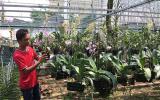 9x kiếm ra tiền từ vườn lan giá không quá 300k