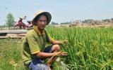 9x từ nằm đất, ăn mi gói .. trở thành ông chủ 400 công đất trồng lúa sạch