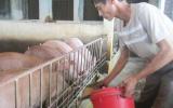 Bán thức ăn cho heo lãi hơn 3 tỷ đồng mỗi ngày