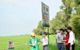 Bắt tay doanh nghiệp làm lúa chuẩn quốc tế, nông dân hết lo đầu ra