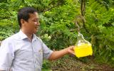 Bẫy ruồi vàng treo khắp vườn, na mắt mở to cũng không lo sâu hại