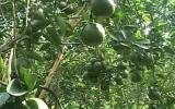 Bí quyết chăm cam sành ra hoa trái vụ, thu nhập cao gấp 3 - 5 lần