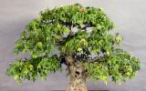 Bí quyết chăm sóc Bonsai vào mùa hè