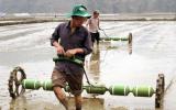 Biện pháp gieo sạ cây lúa