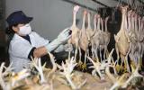 Bỏ kiểm dịch động vật, hàng thải loại có cơ hội tuồn vào Việt Nam