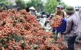 Bộ trưởng bộ NN&OTNT: vào vụ thu hoạch ... cứ phải bán tống bán tháo