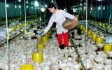 Bộ trưởng Nguyễn Xuân Cường trần tình về dự án Luật Chăn nuôi