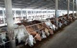 Bò Úc hết thời nuôi kiểu gì cũng lãi cả tỷ, các 