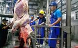 Bò Úc hết thời nuôi sao cũng lãi