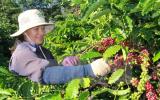 Brazil có thể sẽ nhập khẩu càphê Robusta từ Việt Nam