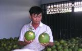 Bưởi da xanh, dừa xiêm xanh Bến Tre được cấp giấy đăng ký chỉ dẫn địa lý
