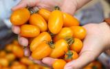 Cà chua bón trứng, nấm tưới bia: Của hiếm, đắt hàng