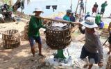 Cá tra tăng giá, người nuôi có lãi