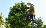 Các đại lý 'chao đảo' cùng giá tiêu
