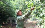 Các nhà vườn lo lắng vì giá mận 