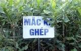 Các phương pháp nhân giống cây Mắc ca (Macadamia)