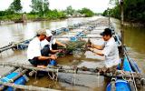 Các phương pháp nuôi Hào thịt