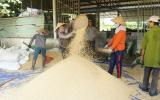 Cánh chim đầu đàn của nông nghiệp Đà Nẵng