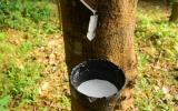 cao su thiên nhiên - đích ngắm mới của nhà đầu cơ Trung Quốc