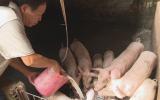 Cập nhật giá heo hơi mới nhất 19/3, nhà nông rục rịch tái đàn