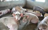 Cập nhật giá lợn: lợn hơi 'siêu' đẹp giá chỉ 22,000 đồng/kg