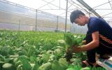 Cất bằng đại học, bỏ việc lương khá đi xa trồng rau, thu 1 triệu đồng/ngày