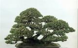 Cắt tỉa tạo dáng cho Bonsai