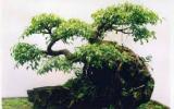 Cắt tỉa tu bổ cây Bonsai