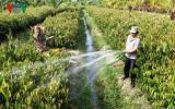 Cây giống sốt giá - nhà vườn bội thu