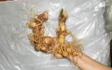 Cây sâm Ngọc Linh trở thành sản phẩm Quốc gia