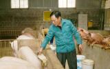 Chăm lợn bằng thảo dược, 1 năm mới được 1 lứa nhưng không lo rớt giá