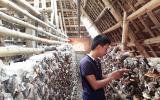 Chàng trai 8X trở thành triệu phú nhờ trồng nấm linh chi đỏ