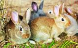 Chế độ dinh dưỡng và khẩu phần thức ăn cho thỏ (Cẩm nang chăn nuôi thỏ Phần 4)