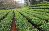 Chè sạch Yên Bái mang lại lợi ích kép