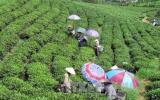 Chè Việt Nam chưa có thương hiệu riêng dù xuất khẩu đứng thứ 5 thế giới