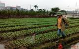 Chi gần 9.000 tỷ đồng nhập thuốc trừ sâu trong 5 tháng