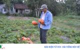 Chờ 'đỏ mắt' chưa thấy doanh nghiệp thu mua bí đỏ Nhật Bản như cam kết