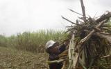 Chữ đường: 'Góc tối' ngành mía đường