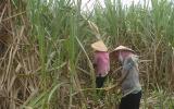 Chữ đường mía thấp do mưa nhiều