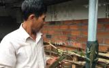 Chuyện lạ Khánh Hòa: Nuôi loài kỳ tôm nghịch nước như ranh, kiếm bộn tiền