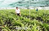 Chuyện về vườn địa lan Hoàng vũ tư nhân lớn nhất nước