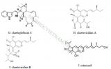 Cơ chế đối kháng của nấm Chaetomium