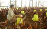 Công thức khẩu phần ăn cho gà nuôi