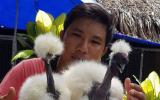 Cực lạ loài gà có cổ như rắn 