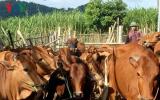 Cựu chiến binh thu tiền tỷ từ vườn đồi